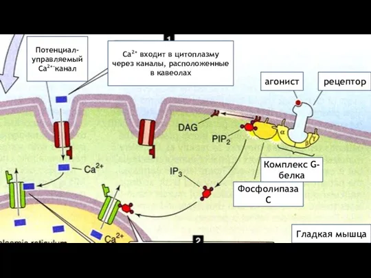 агонист рецептор Гладкая мышца Комплекс G-белка Фосфолипаза С Потенциал- управляемый Са2+-канал Са2+ входит