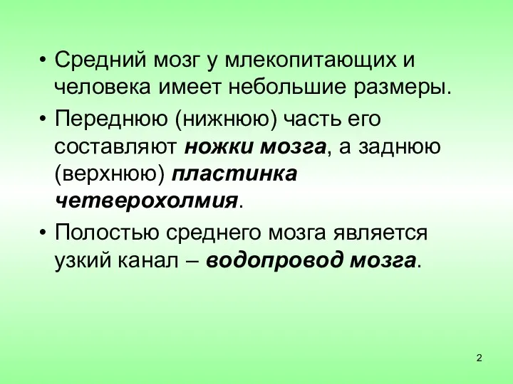 Средний мозг у млекопитающих и человека имеет небольшие размеры. Переднюю