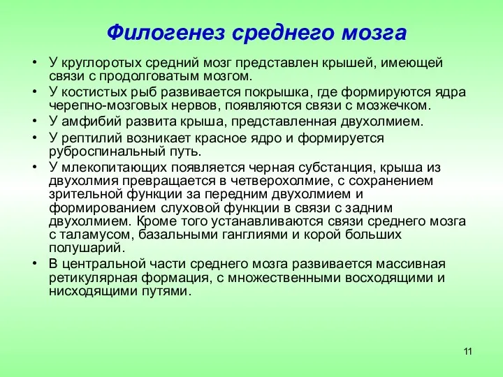 Филогенез среднего мозга У круглоротых средний мозг представлен крышей, имеющей