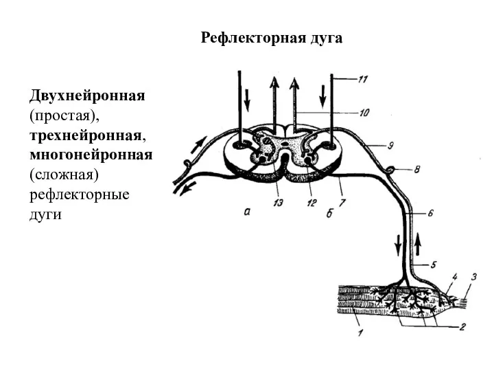 Рефлекторная дуга Двухнейронная (простая), трехнейронная, многонейронная (сложная) рефлекторные дуги