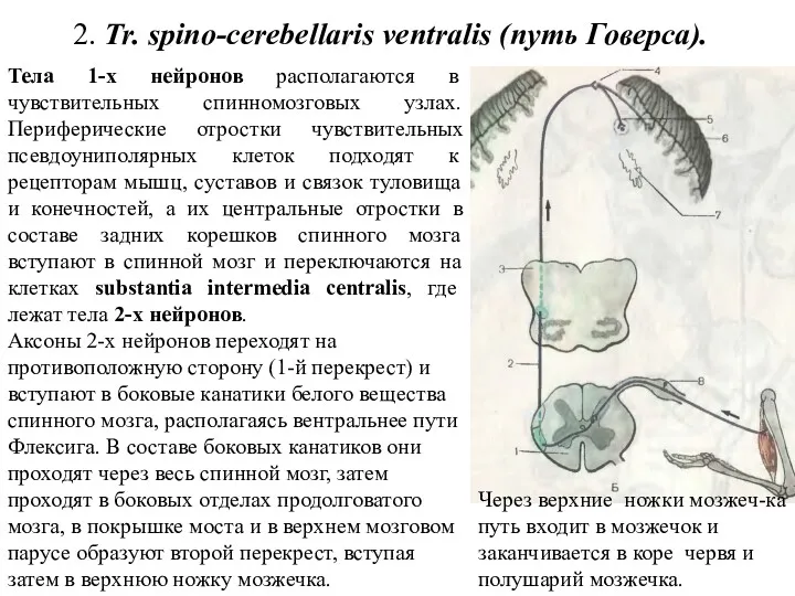 2. Tr. spino-cerebellaris ventralis (путь Говерса). Тела 1-х нейронов располагаются
