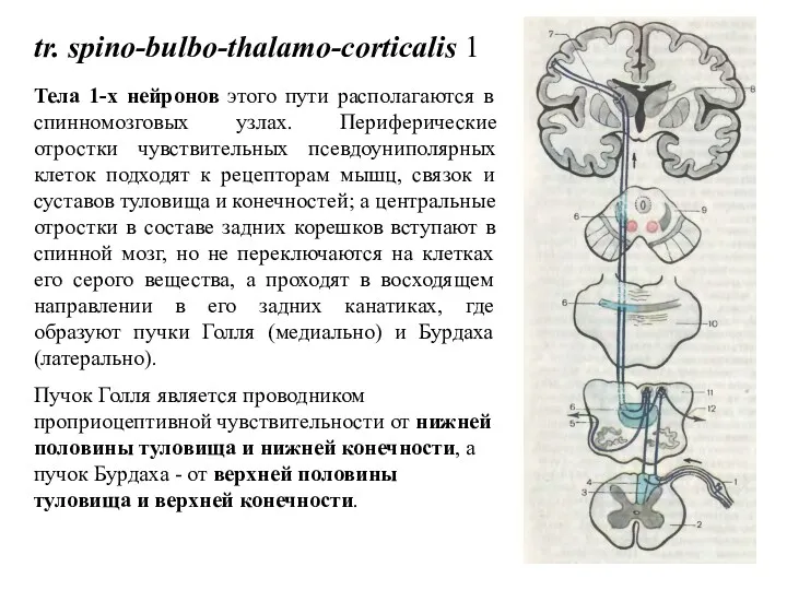 tr. spino-bulbo-thalamo-corticalis 1 Тела 1-х нейронов этого пути располагаются в