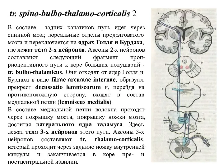 tr. spino-bulbo-thalamo-corticalis 2 В составе задних канатиков путь идет через