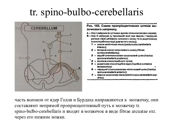 tr. spino-bulbo-cerebellaris часть волокон от ядер Голля и Бурдаха направляются