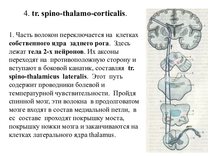 4. tr. spino-thalamo-corticalis. 1. Часть волокон переключается на клетках собственного