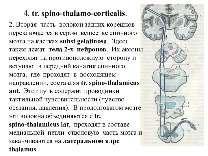 4. tr. spino-thalamo-corticalis. 2. Вторая часть волокон задних корешков переключается