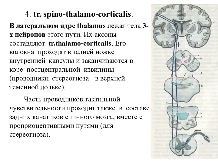 4. tr. spino-thalamo-corticalis. В латеральном ядре thalamus лежат тела 3-х