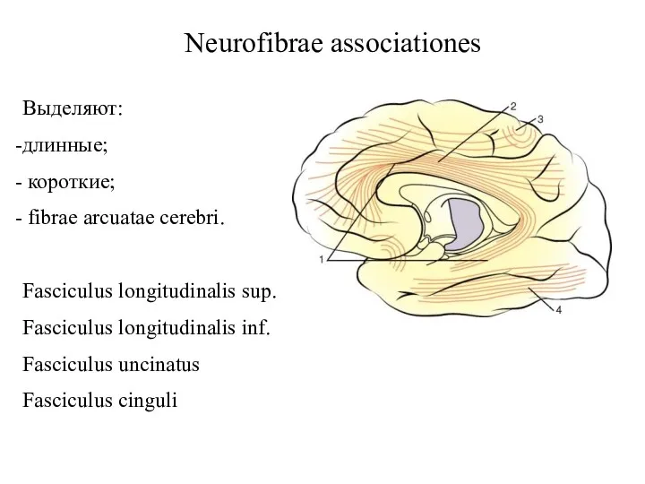Neurofibrae associationes Выделяют: длинные; короткие; fibrae arcuatae cerebri. Fasciculus longitudinalis