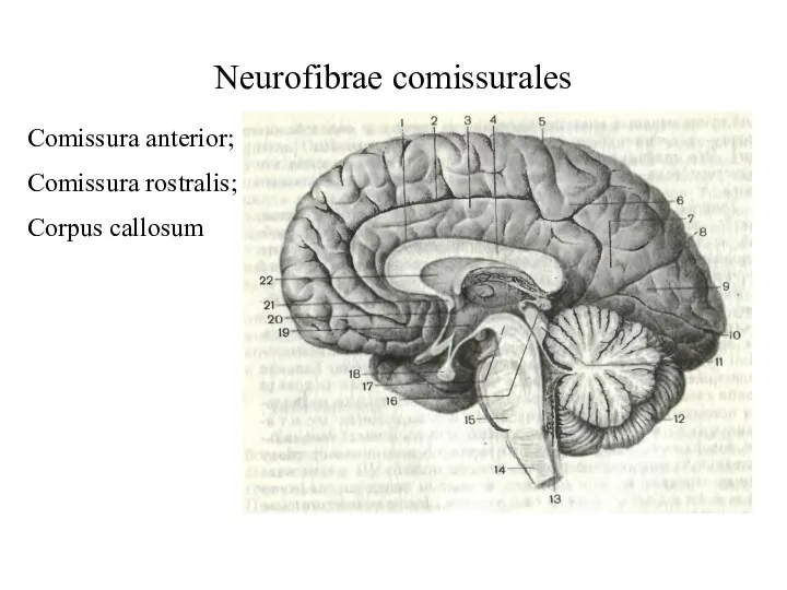 Neurofibrae comissurales Comissura anterior; Comissura rostralis; Corpus callosum