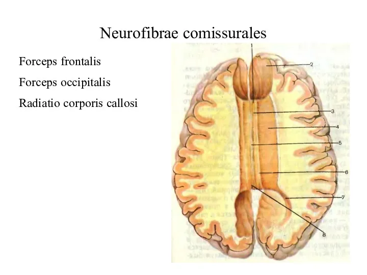Neurofibrae comissurales Forceps frontalis Forceps occipitalis Radiatio corporis callosi