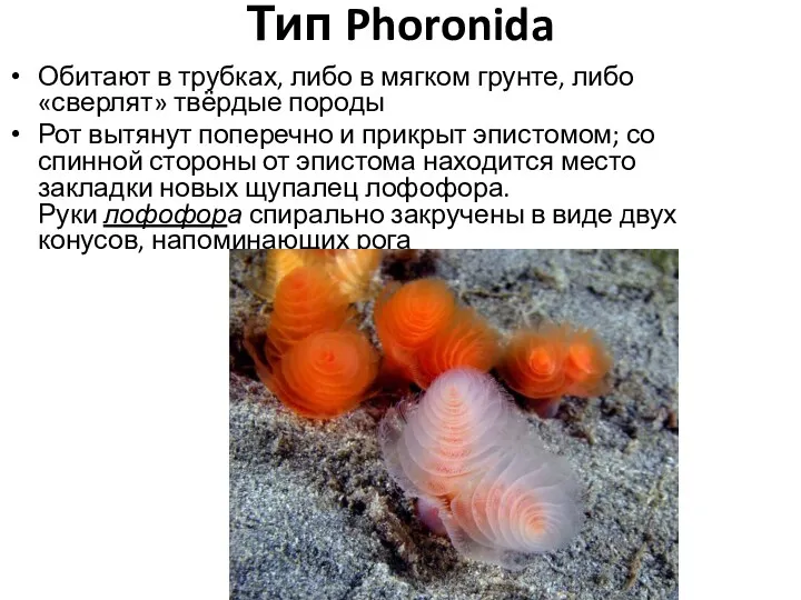 Тип Phoronida Обитают в трубках, либо в мягком грунте, либо «сверлят» твёрдые породы