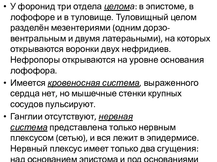 У форонид три отдела целома: в эпистоме, в лофофоре и в туловище. Туловищный