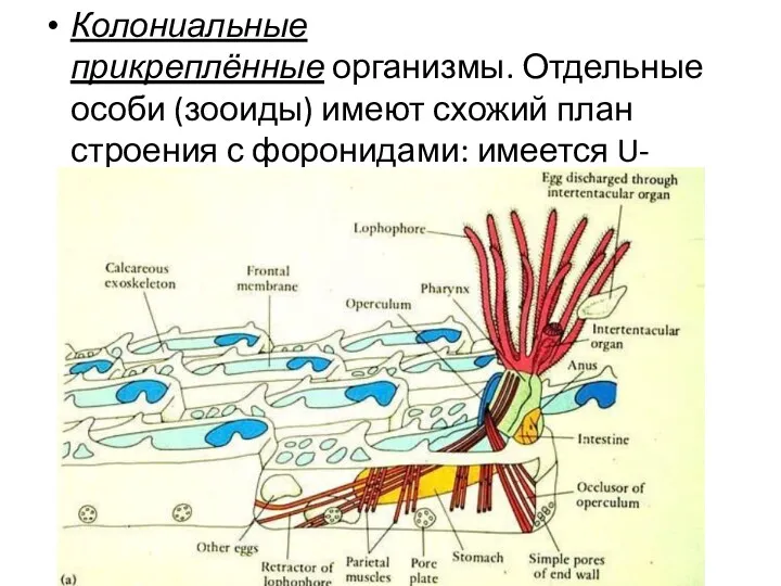 Колониальные прикреплённые организмы. Отдельные особи (зооиды) имеют схожий план строения с форонидами: имеется