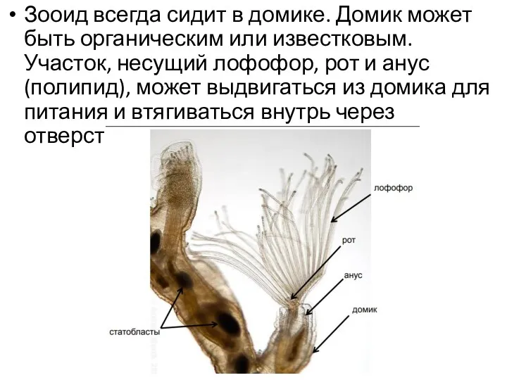 Зооид всегда сидит в домике. Домик может быть органическим или