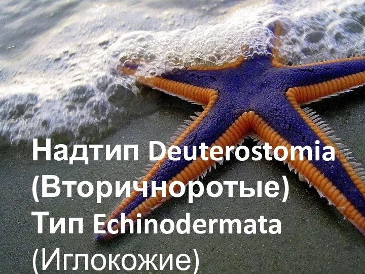 Надтип Deuterostomia (Вторичноротые) Тип Echinodermata (Иглокожие)