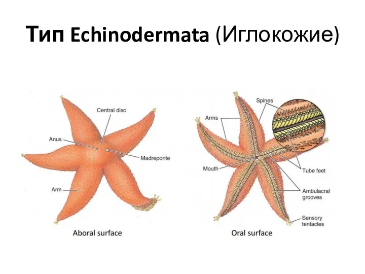 Тип Echinodermata (Иглокожие)
