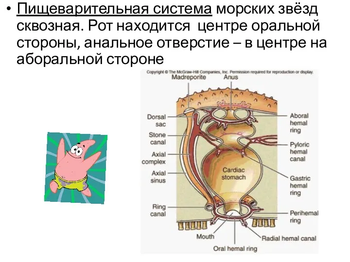 Пищеварительная система морских звёзд сквозная. Рот находится центре оральной стороны, анальное отверстие –