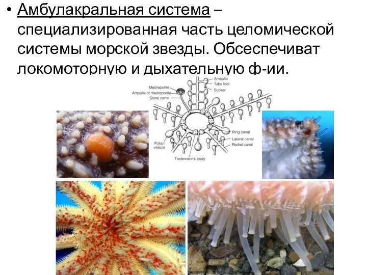 Амбулакральная система – специализированная часть целомической системы морской звезды. Обсеспечиват локомоторную и дыхательную ф-ии.