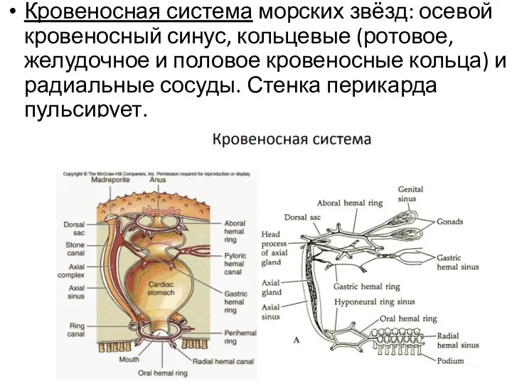 Кровеносная система морских звёзд: осевой кровеносный синус, кольцевые (ротовое, желудочное