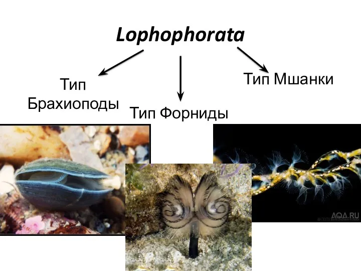 Lophophorata Тип Брахиоподы Тип Форниды Тип Мшанки