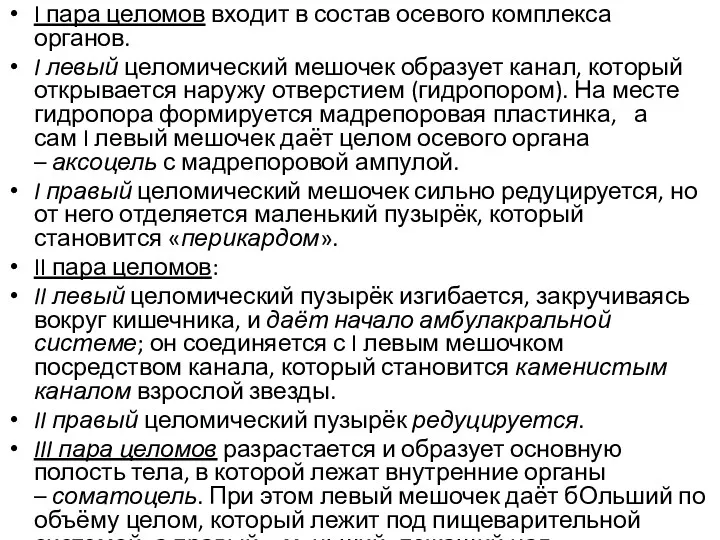 I пара целомов входит в состав осевого комплекса органов. I