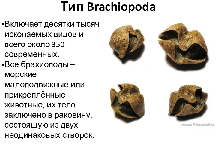 Тип Brachiopoda Включает десятки тысяч ископаемых видов и всего около 350 современных. Все