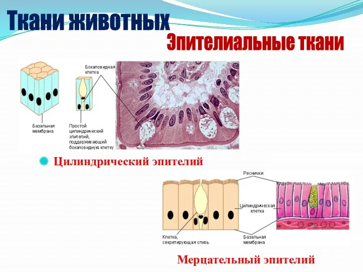 Цилиндрический эпителий Мерцательный эпителий Ткани животных Эпителиальные ткани