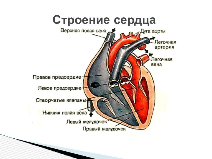 Строение сердца