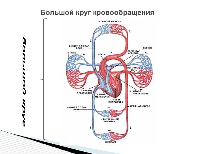 Большой круг кровообращения большой круг