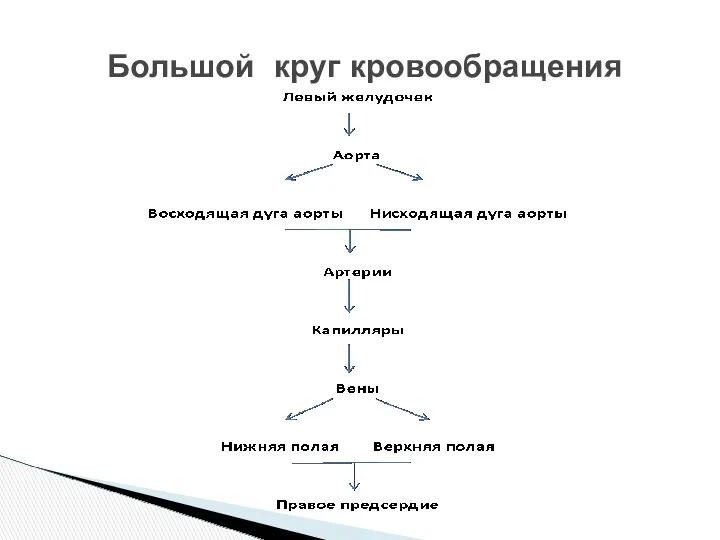 Большой круг кровообращения