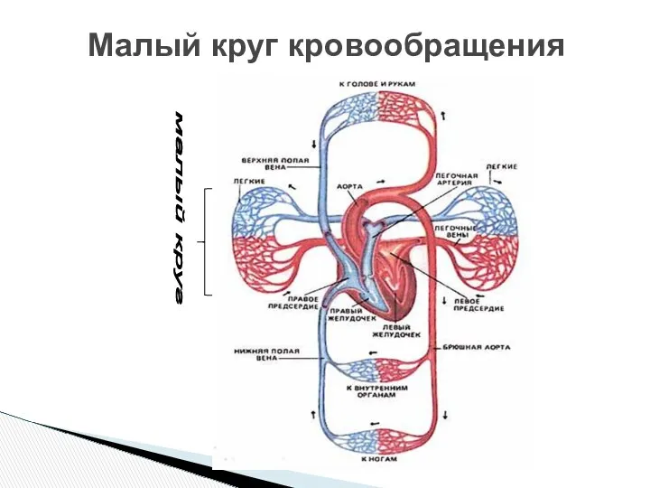 Малый круг кровообращения малый круг