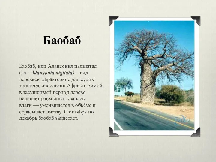 Баобаб Баобаб, или Адансония пальчатая (лат. Adansonia digitata) – вид