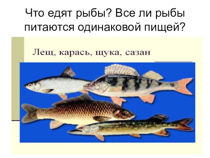 Что едят рыбы? Все ли рыбы питаются одинаковой пищей?