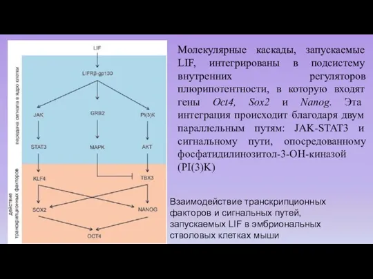 Взаимодействие транскрипционных факторов и сигнальных путей, запускаемых LIF в эмбриональных стволовых клетках мыши