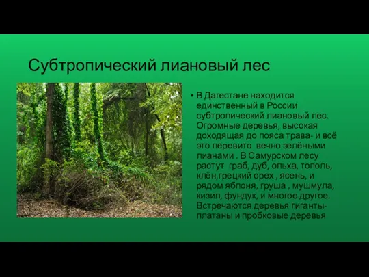 Субтропический лиановый лес В Дагестане находится единственный в России субтропический лиановый лес. Огромные