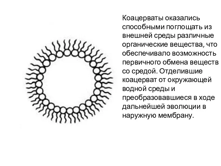 Коацерваты оказались способными поглощать из внешней среды различные органические вещества,