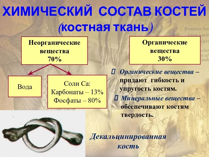 ХИМИЧЕСКИЙ СОСТАВ КОСТЕЙ (костная ткань) Неорганические вещества 70% Органические вещества