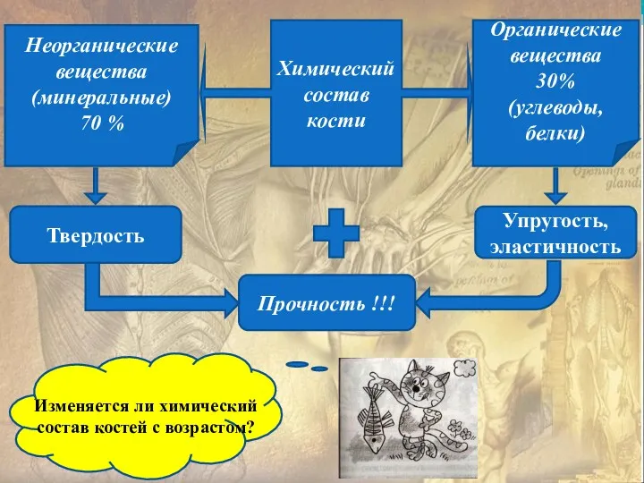 Химический состав кости Органические вещества 30% (углеводы, белки) Неорганические вещества (минеральные) 70 %