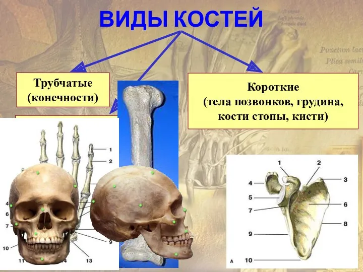 ВИДЫ КОСТЕЙ Трубчатые (конечности) Короткие (тела позвонков, грудина, кости стопы, кисти) Плоские (кости черепа, лопаточная)