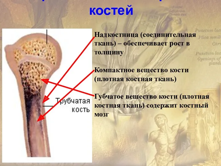 Макроскопическое строение костей Надкостница (соединительная ткань) – обеспечивает рост в толщину Компактное вещество