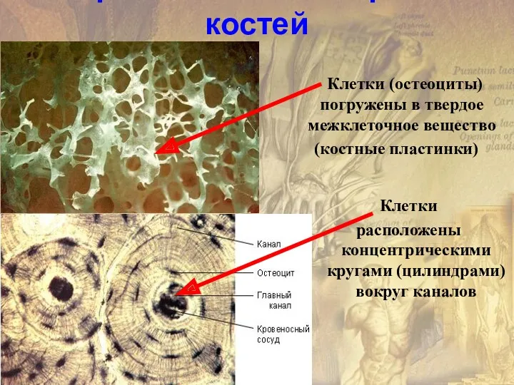 Микроскопическое строение костей Клетки (остеоциты) погружены в твердое межклеточное вещество (костные пластинки) Клетки