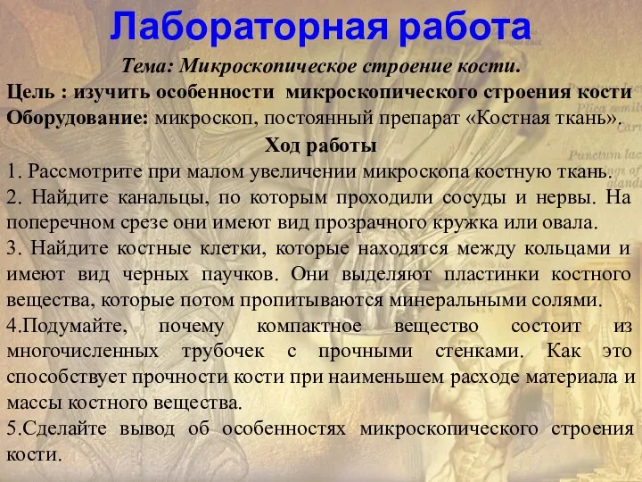 Лабораторная работа Тема: Микроскопическое строение кости. Цель : изучить особенности