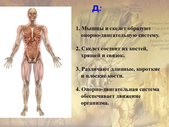 1. Мышцы и скелет образуют опорно-двигательную систему. 2. Скелет состоит их костей, хрящей