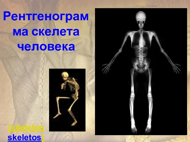 Рентгенограмма скелета человека (skeletosskeletos)