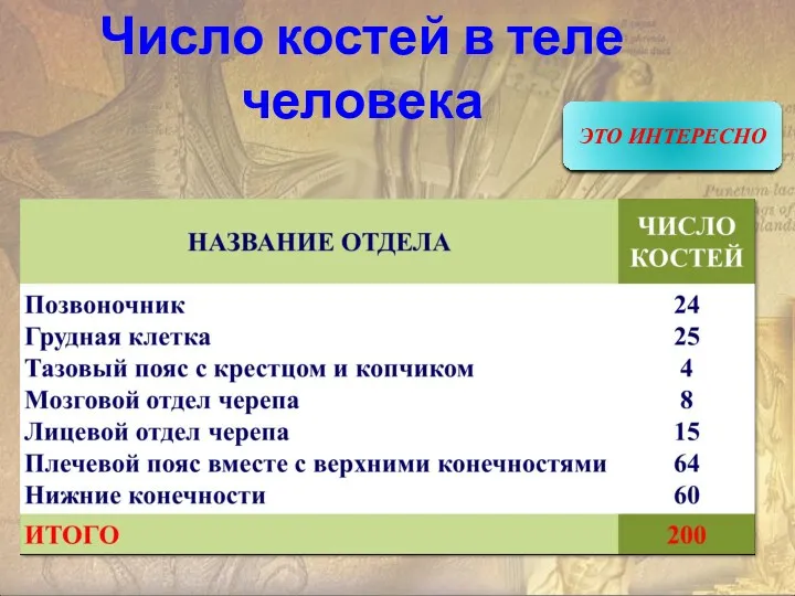 Число костей в теле человека ЭТО ИНТЕРЕСНО