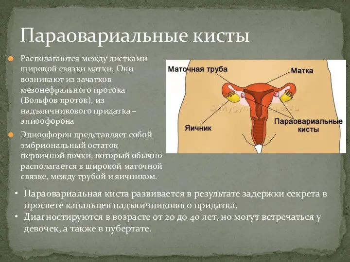 Располагаются между листками широкой связки матки. Они возникают из зачатков