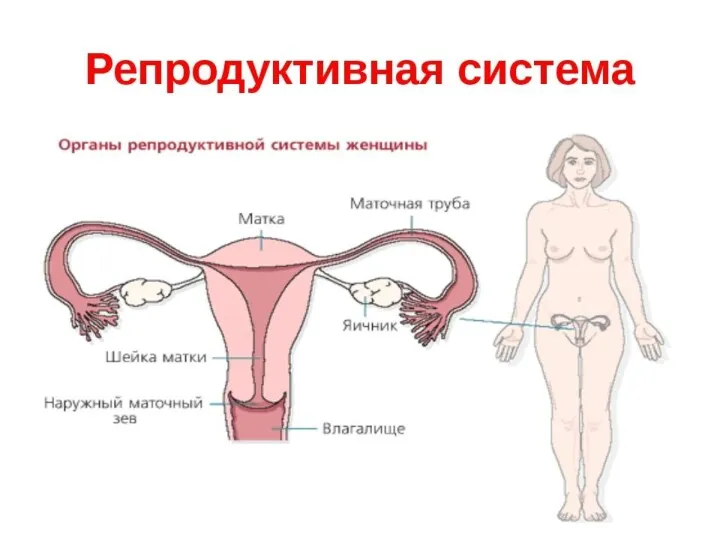 Анатомия половой системы