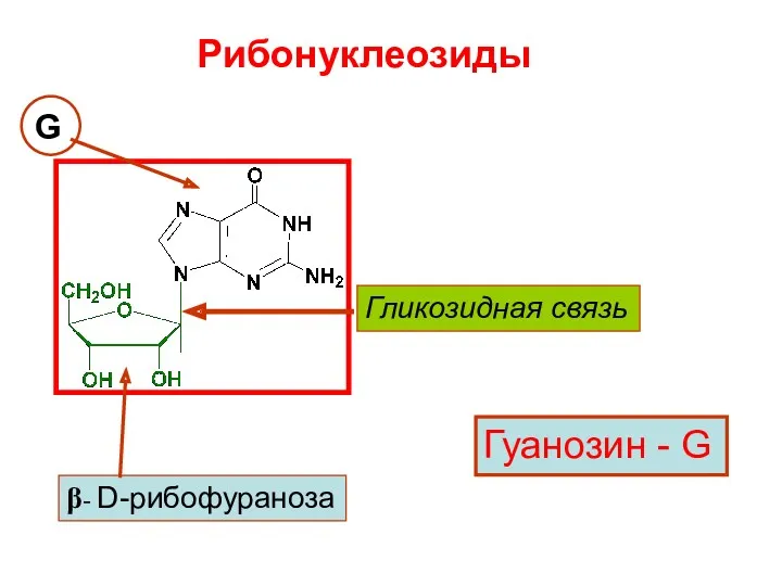 Рибонуклеозиды Гликозидная связь β- D-рибофураноза G Гуанозин - G