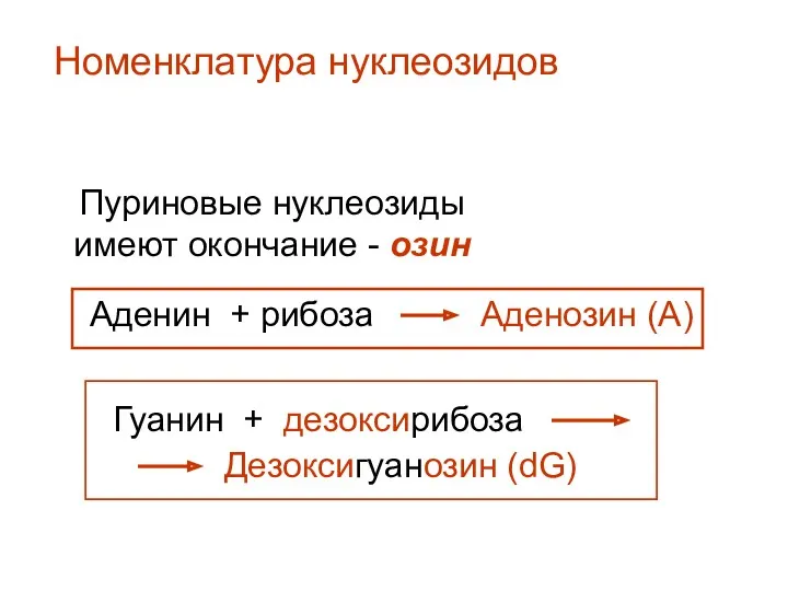 Номенклатура нуклеозидов Пуриновые нуклеозиды имеют окончание - озин Аденин +