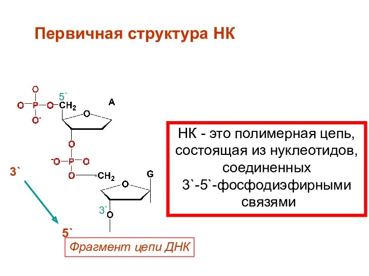 Первичная структура НК НК - это полимерная цепь, состоящая из